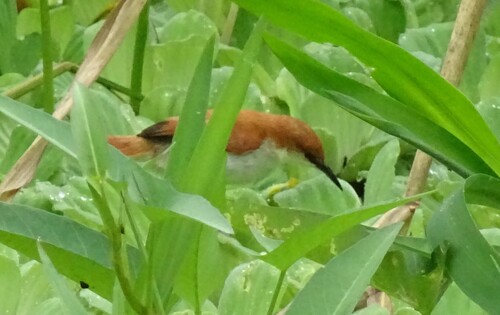 Red-and-white Spinetail (Certhiaxis mustelinus), photo 6