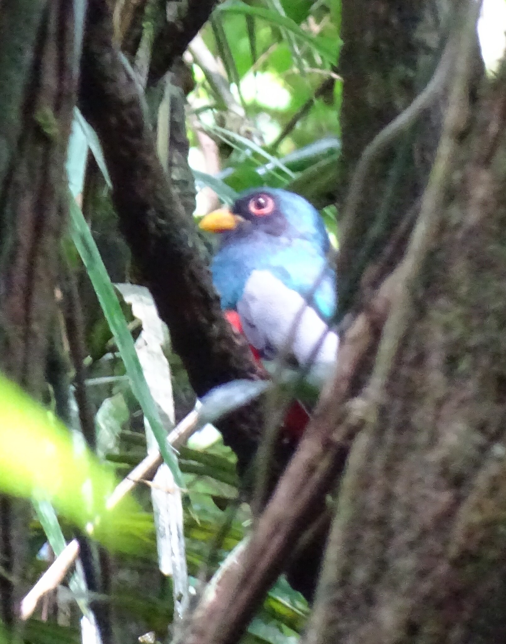 Blue-crowned Trogon (Trogon curucui), photo 2