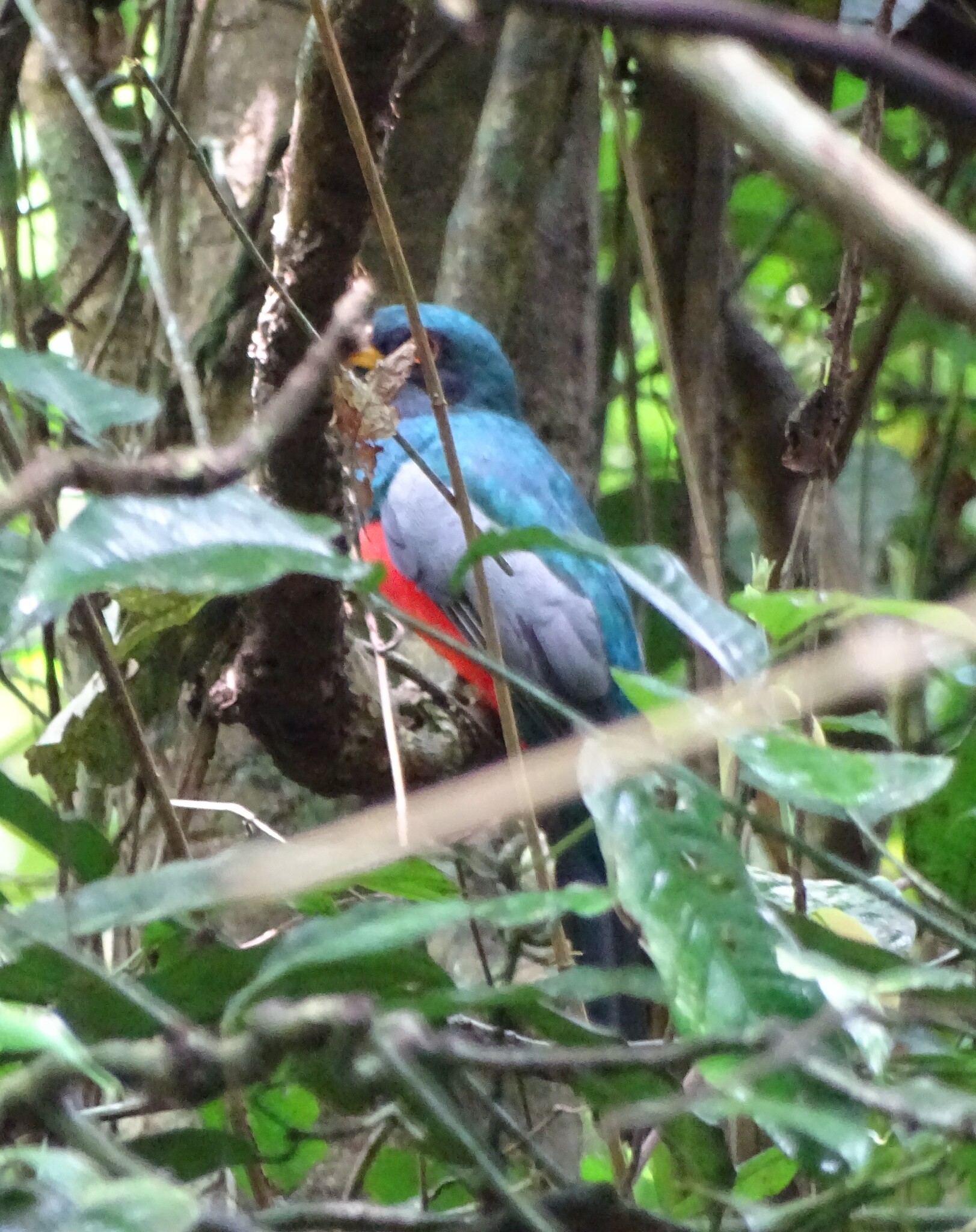 Blue-crowned Trogon (Trogon curucui), photo 3
