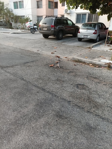 Paloma turca de collar observed by blakesito