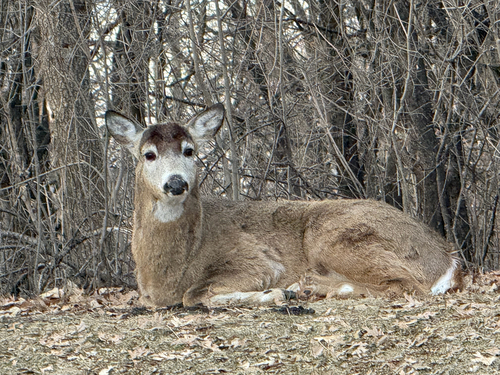 White-tailed Deer observed by k1ngk0ng