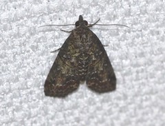 Lophoptera hemithyris