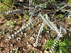 Eucalyptus pulverulenta