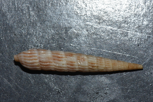 Duplicaria evoluta