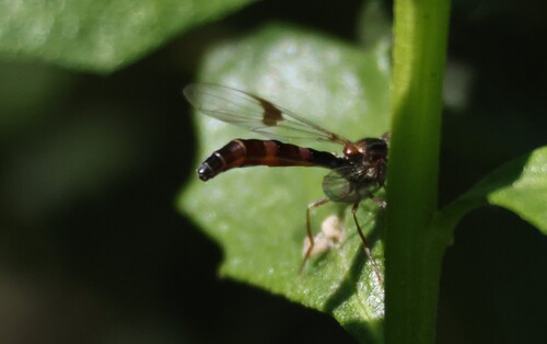 Unknown species found near San Joaquin Marsh, Irvine, CA 92612, USA