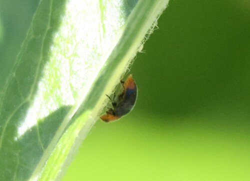 iNaturalist observation photo of Mealybug Destroyer