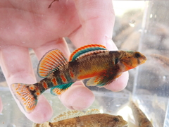 Kanawha Darter photo 1
