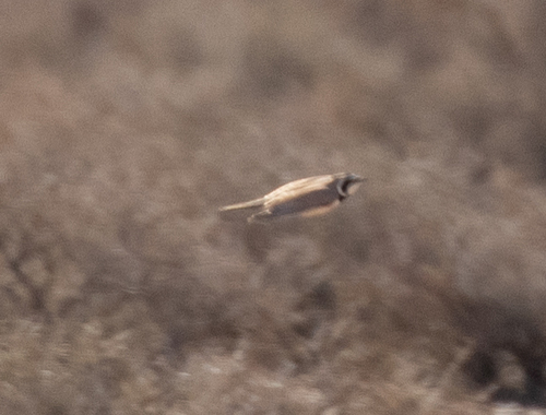 Temminck's Lark (Eremophila bilopha), photo 7