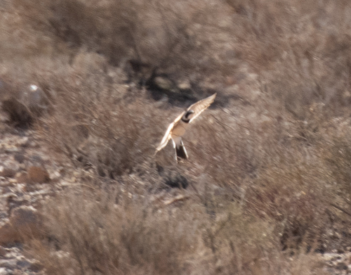 Temminck's Lark (Eremophila bilopha), photo 8