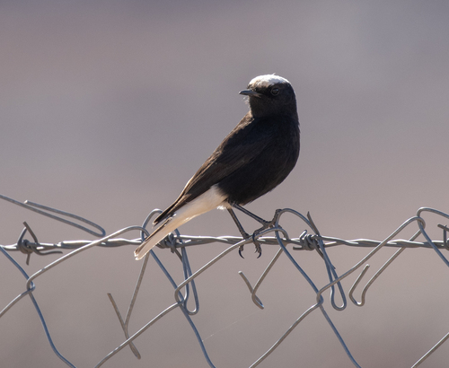White-crowned Wheatear (Oenanthe leucopyga), photo 6