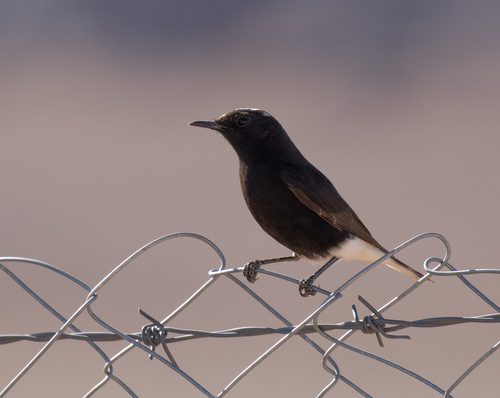 White-crowned Wheatear (Oenanthe leucopyga), photo 7