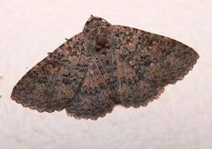 Heteropalpia cortytoides