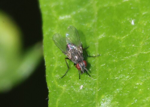 iNaturalist observation photo of Flies