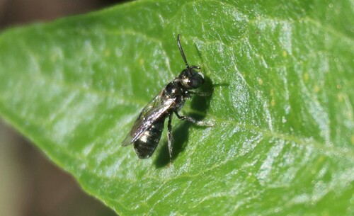 iNaturalist observation photo of Zadontomerus