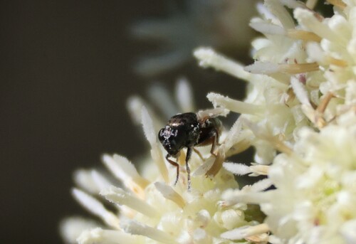 iNaturalist observation photo of Mosillus