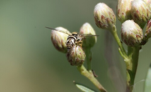 iNaturalist observation photo of Streaktails