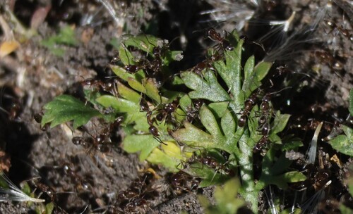 iNaturalist observation photo of Argentine Ant