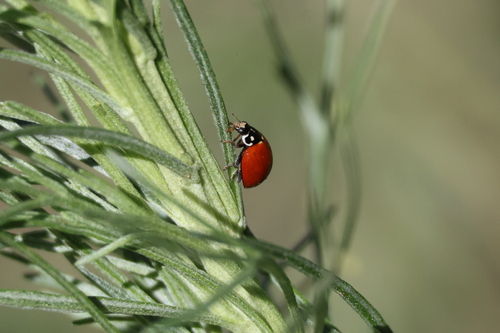 iNaturalist observation photo of Spotless Lady Beetle