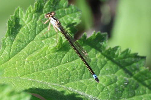 iNaturalist observation photo of Pacific Forktail