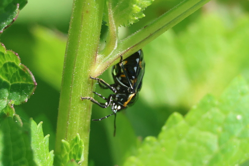 iNaturalist observation photo of Harlequin Bug