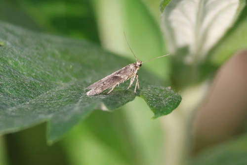 iNaturalist observation photo of Curved-horn Moths