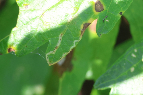iNaturalist observation photo of Liriomyza leaf-mining flies