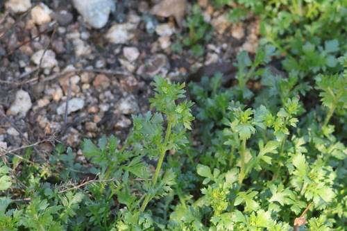 iNaturalist observation photo of Veiny Pepperweed