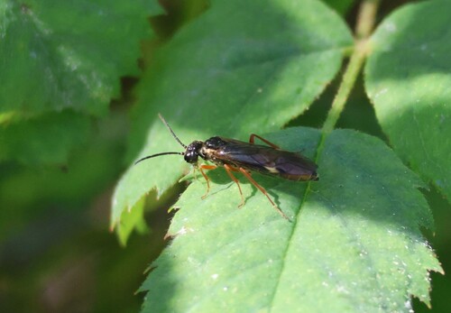 iNaturalist observation photo of Common Sawflies