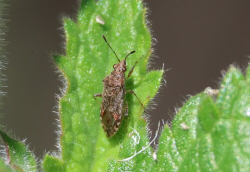 iNaturalist observation photo of Neortholomus