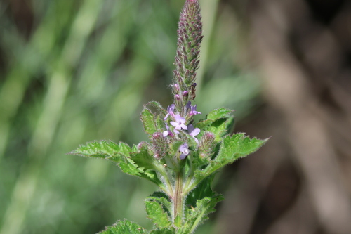 iNaturalist observation photo of western vervain