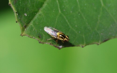 iNaturalist observation photo of Thaumatomyia glabra