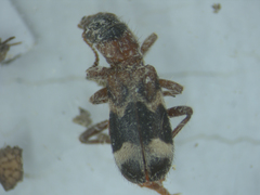 Thanasimus undatulus