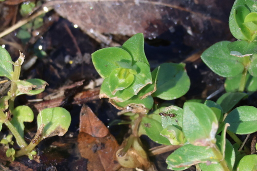 iNaturalist observation photo of Loosestrifes