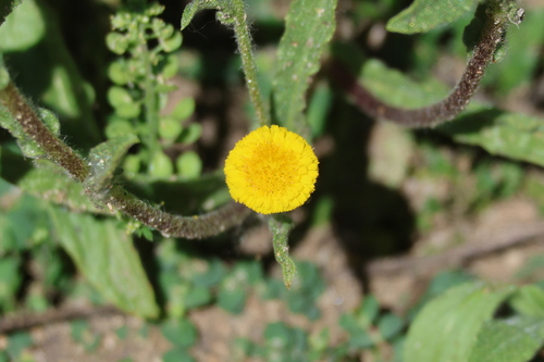 iNaturalist observation photo of Spanish False Fleabane