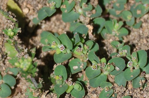 iNaturalist observation photo of Matted Sandmat