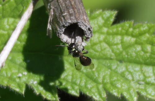 iNaturalist observation photo of Ceratina acantha