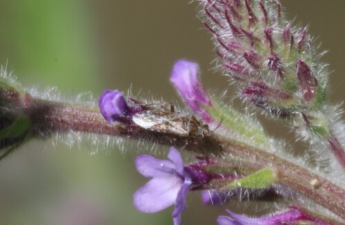 iNaturalist observation photo of Neortholomus