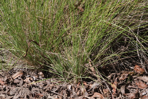 iNaturalist observation photo of grasses
