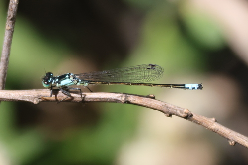 iNaturalist observation photo of Pacific Forktail