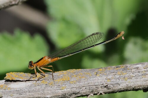 iNaturalist observation photo of Rambur's Forktail