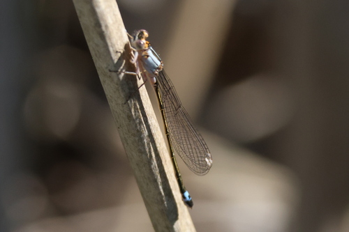 iNaturalist observation photo of Pacific Forktail