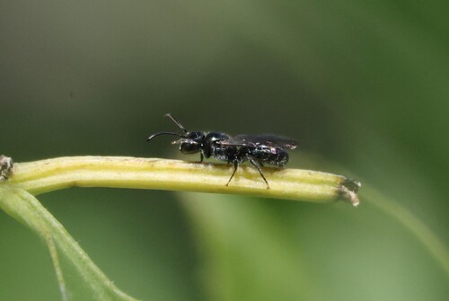 iNaturalist observation photo of Zadontomerus