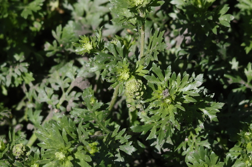 iNaturalist observation photo of Veiny Pepperweed