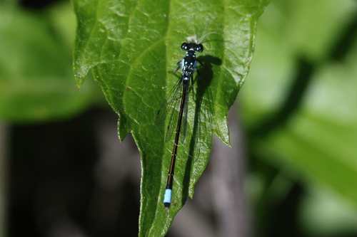 iNaturalist observation photo of Pacific Forktail