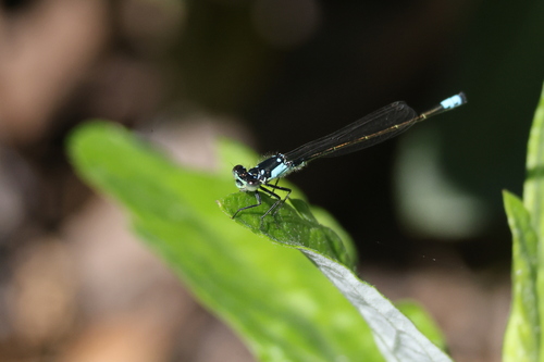 iNaturalist observation photo of Pacific Forktail
