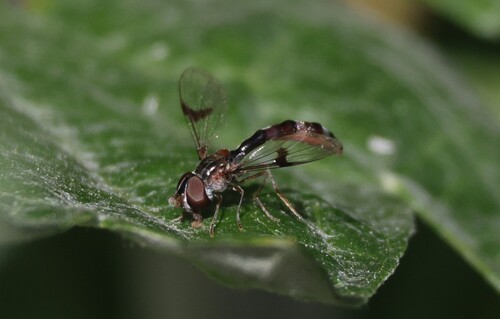 Unknown species found near San Joaquin Marsh, Irvine, CA 92612, USA