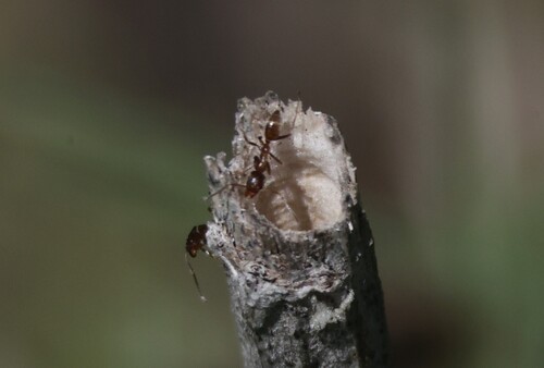 iNaturalist observation photo of Argentine Ant