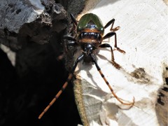 Retrachydes thoracicus