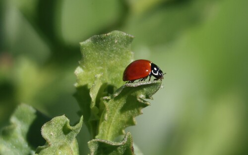 iNaturalist observation photo of Spotless Lady Beetle
