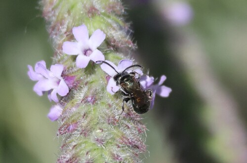 iNaturalist observation photo of Ceratina acantha